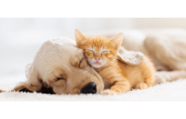 Mājdzīvnieku Aprūpe